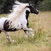 Aragon_11
