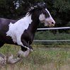 Herde_4